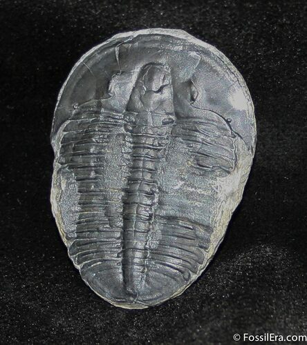 Inch Elrathia Trilobite - Free Of Rock #900